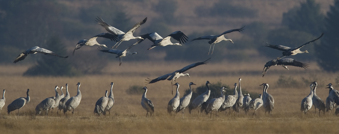 Eurobirdportal Suivre La Migration Des Oiseaux En Direct Dans Toute L Europe Natagora