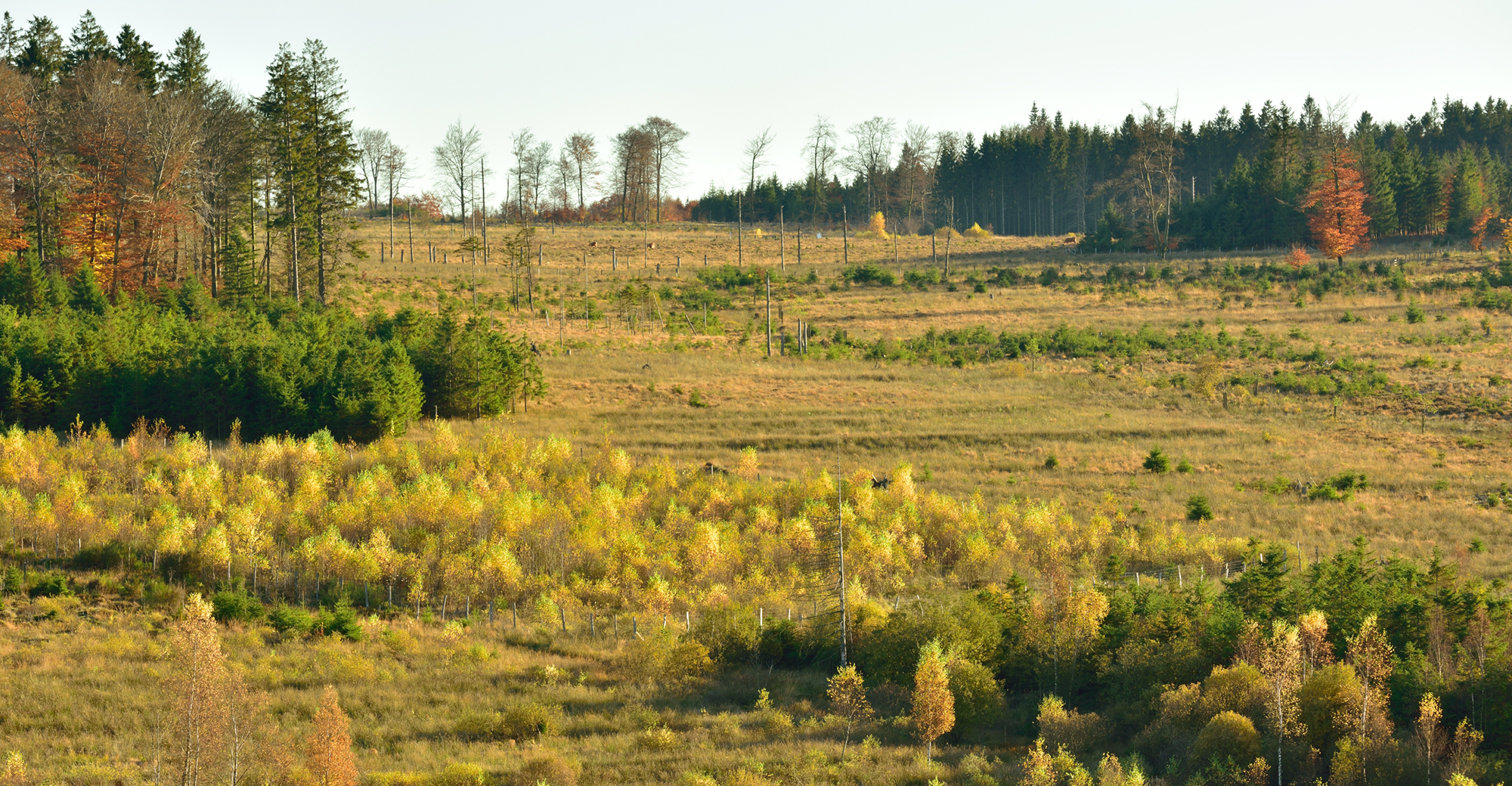 Paysage tourbiere