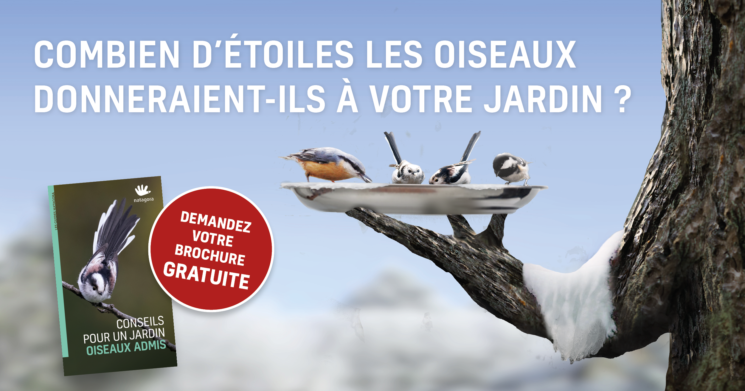 Pret Pour Accueillir Les Oiseaux Cet Hiver Natagora