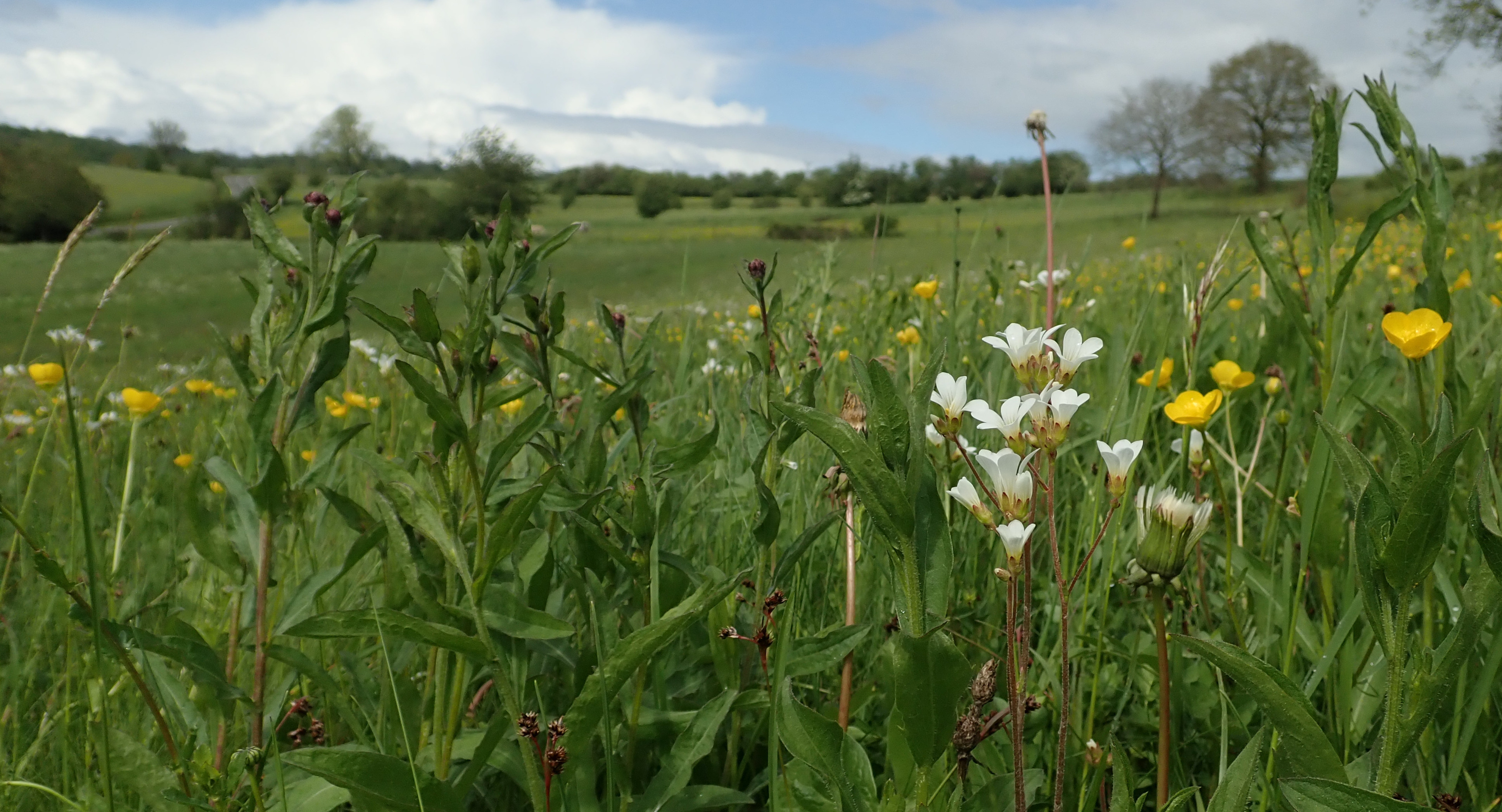 Vue sur une prairie