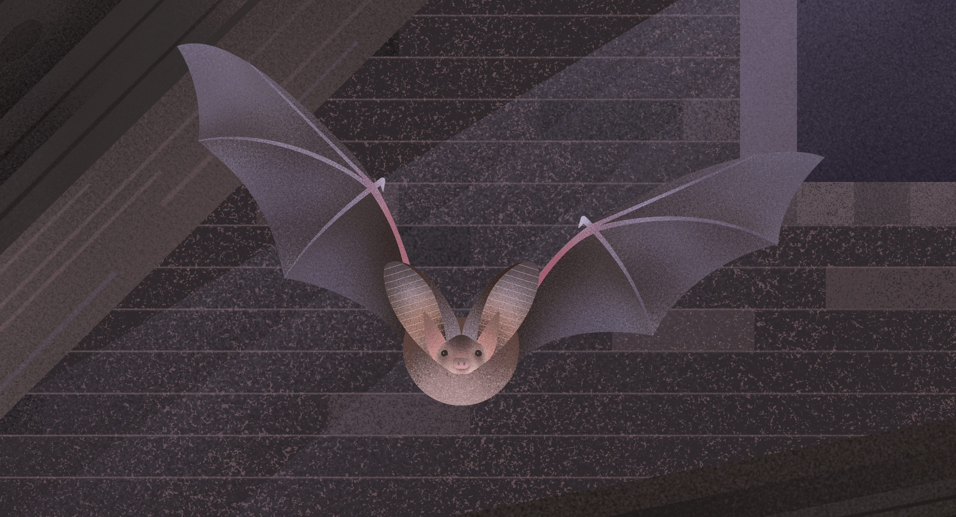 La nuit européenne des chauves-souris