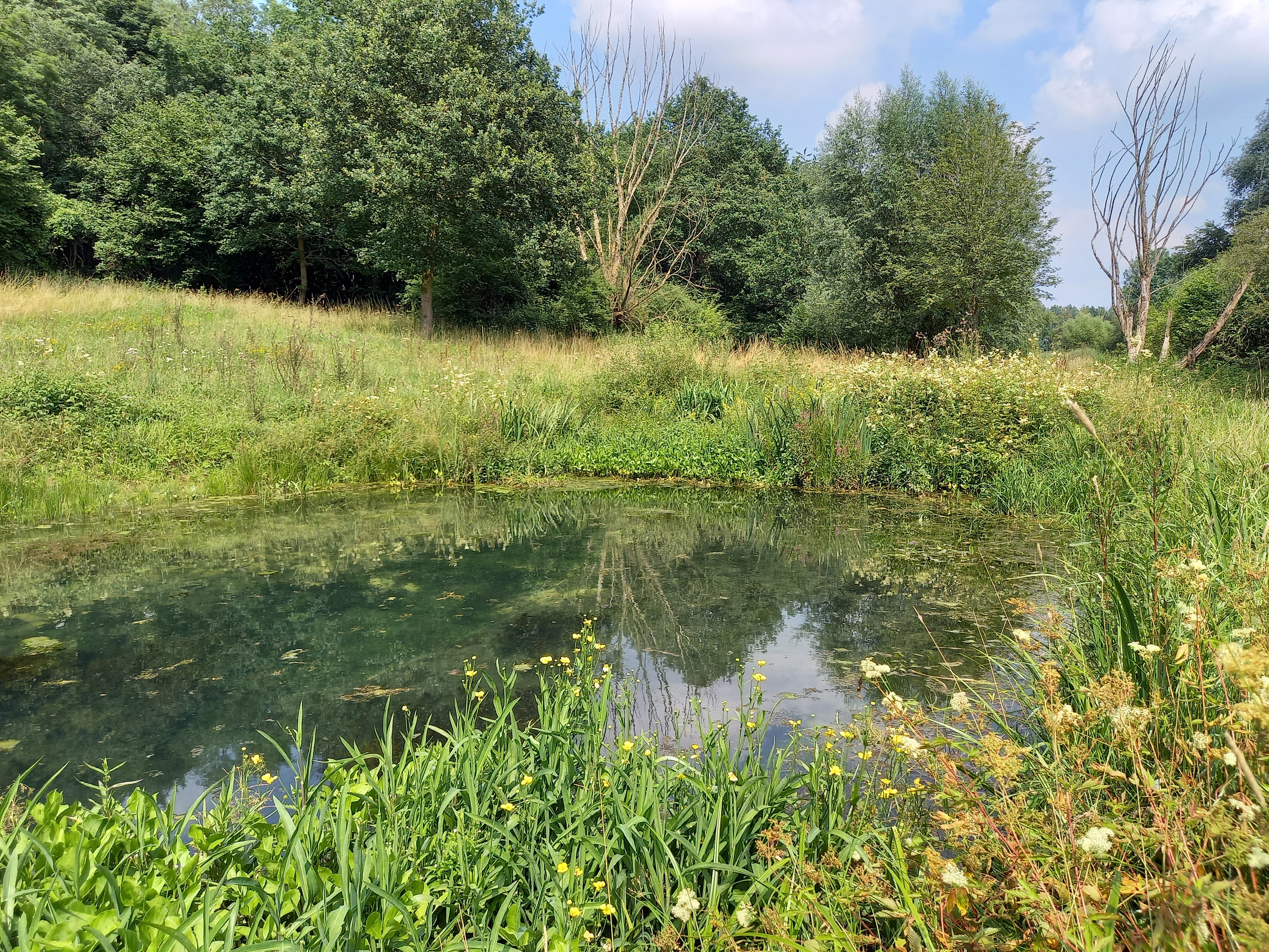 Prairie humide mare Roncine