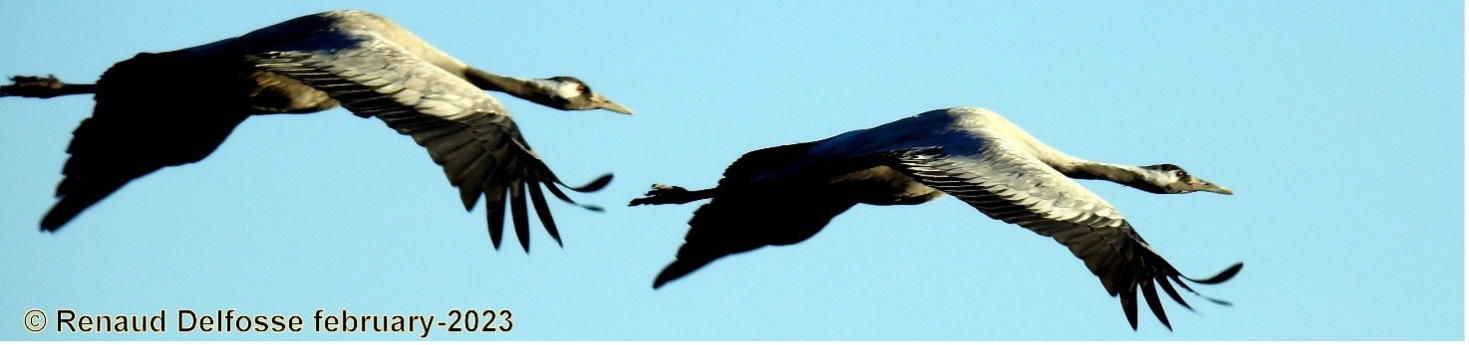 Grues cendrées