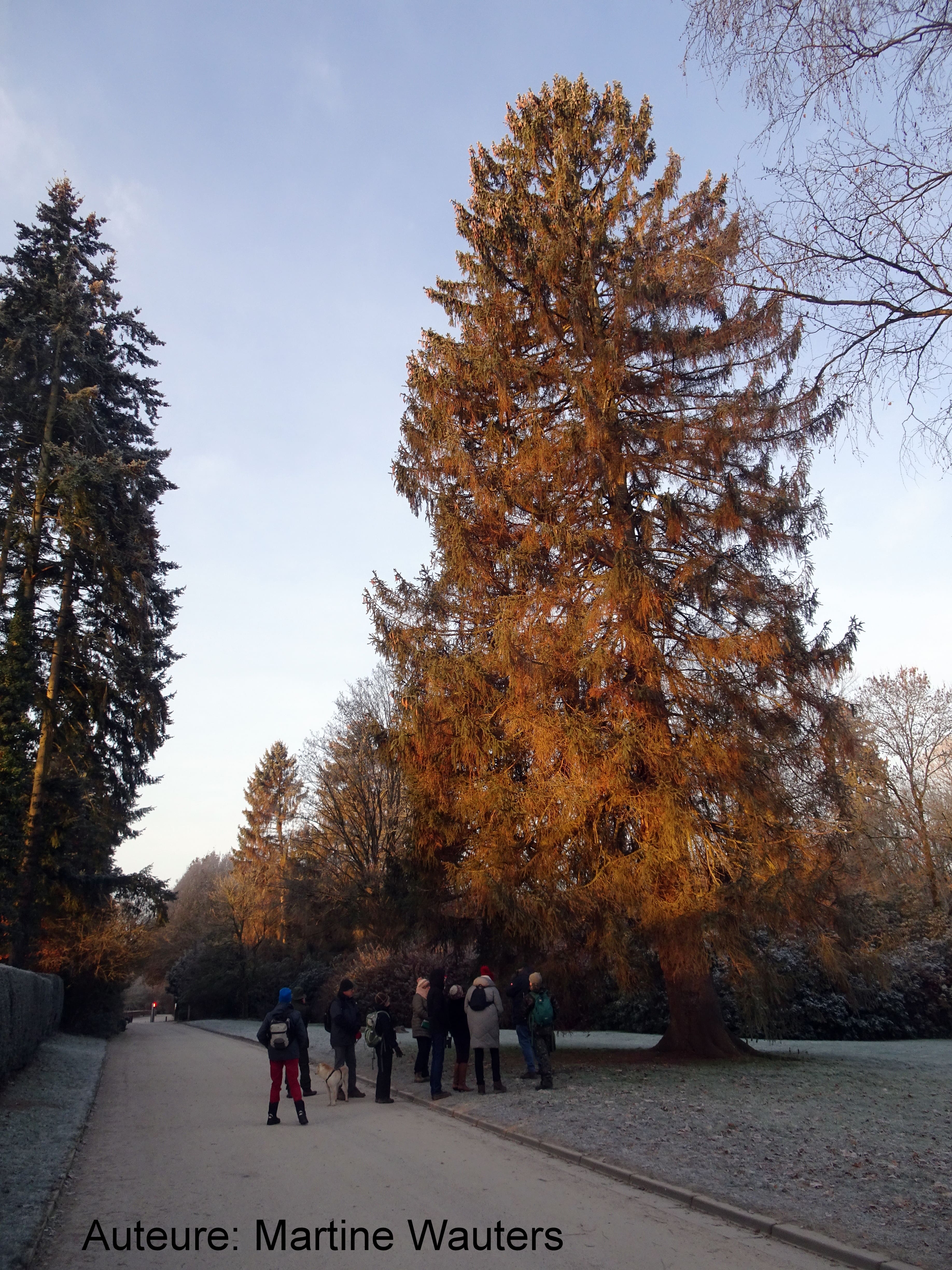 Le Noël des sapins