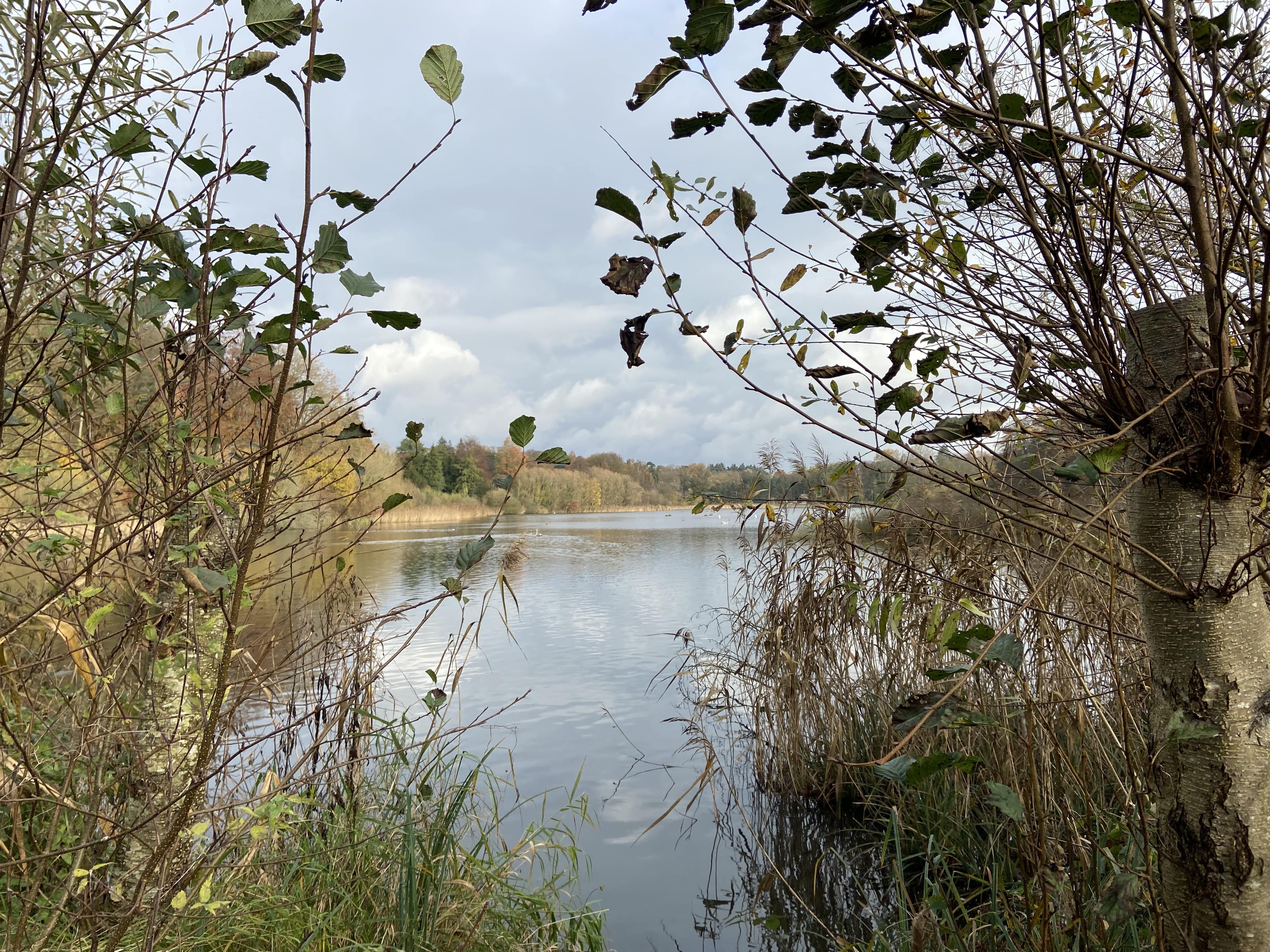 Vue sur l'étang du Gris Moulin à Nysdam