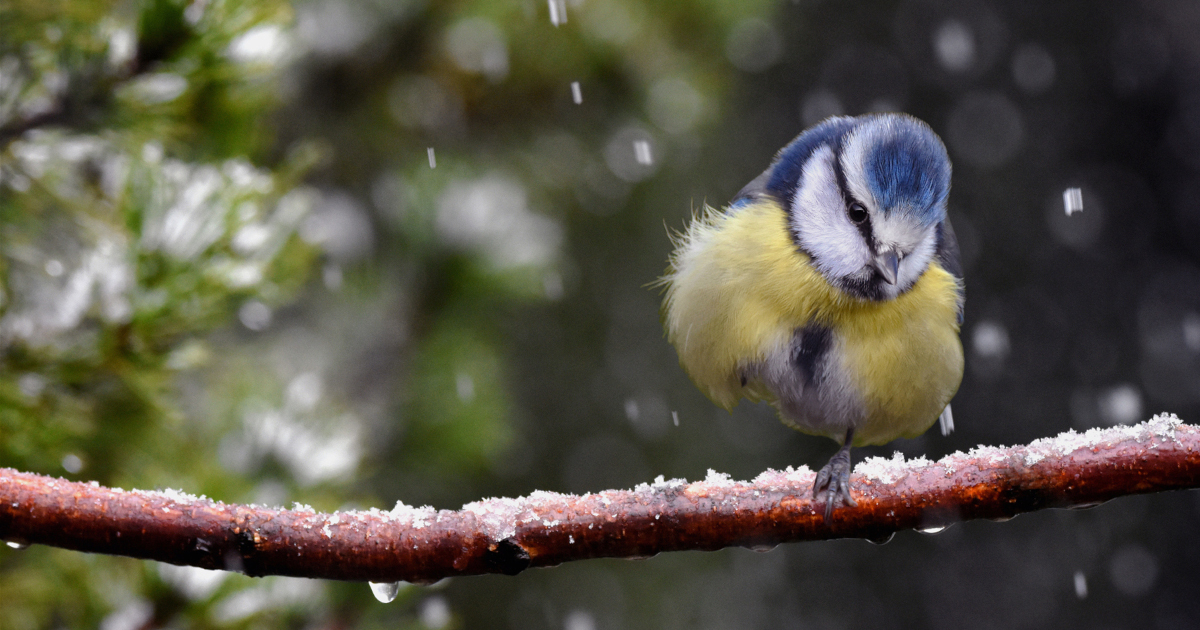 Mésange bleue