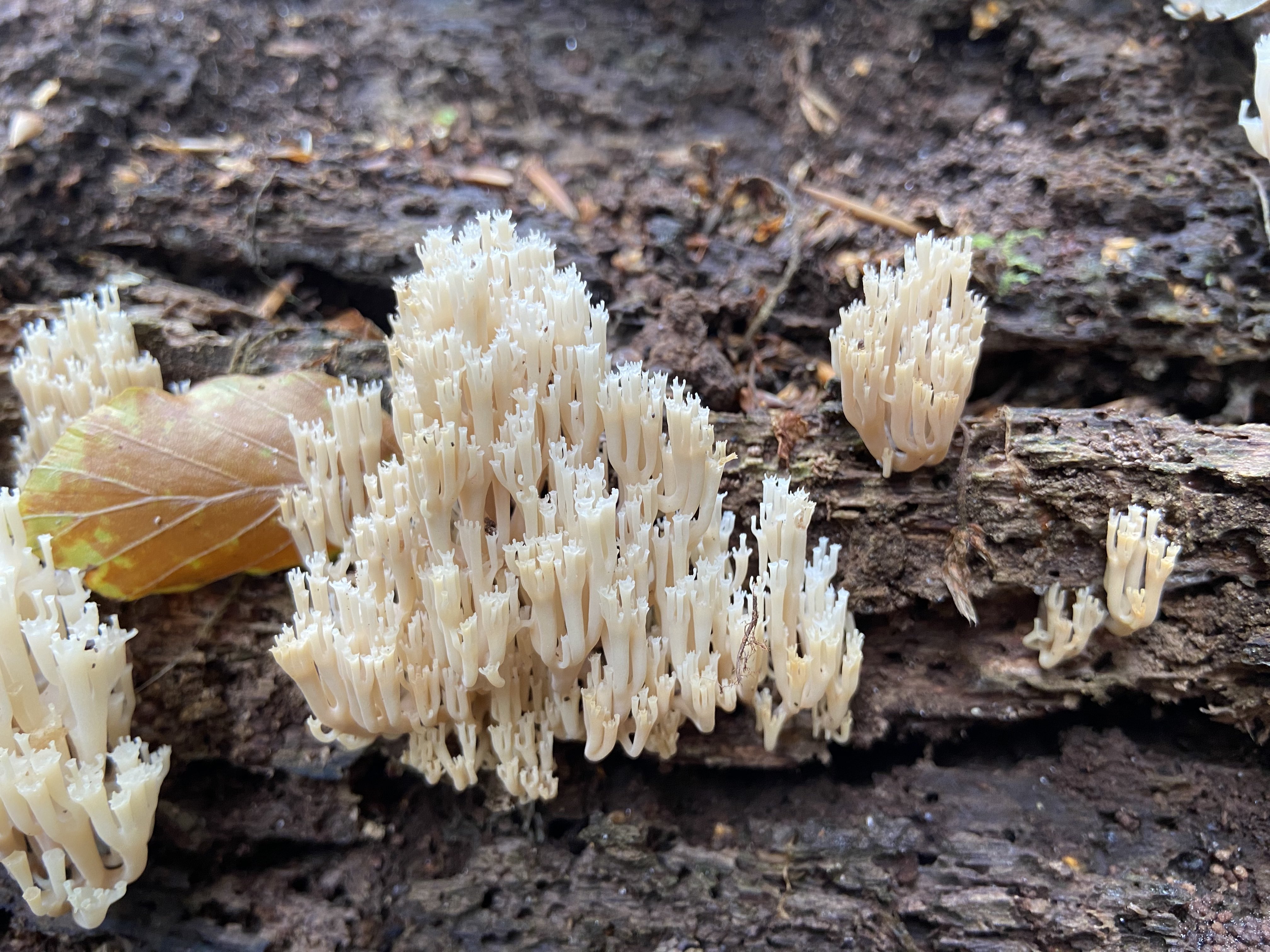 La nature en Forêt de Soignes