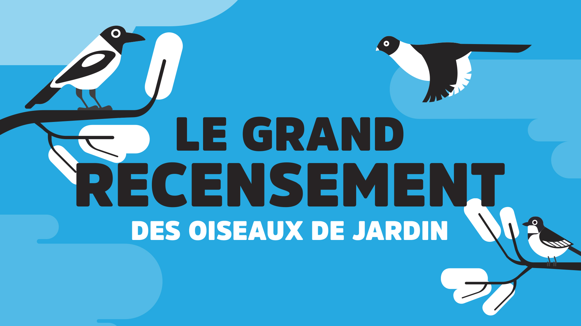 Le Grand Recensement des oiseaux de jardin