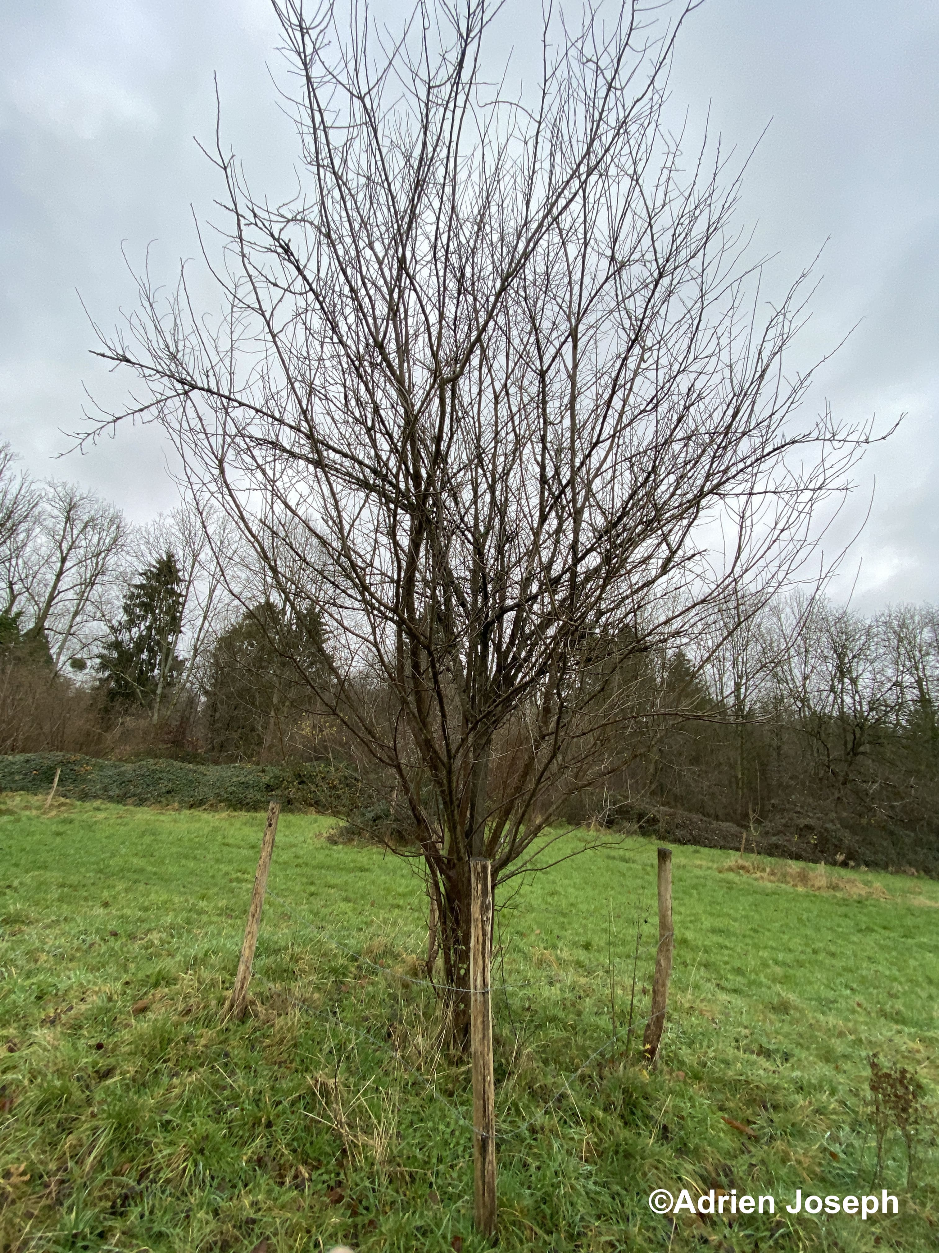 Arbre fruitier dans le verger de Nysdam