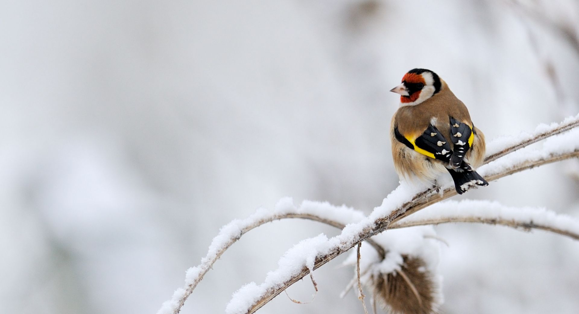 Chardonneret élégant sur fond neigeux.