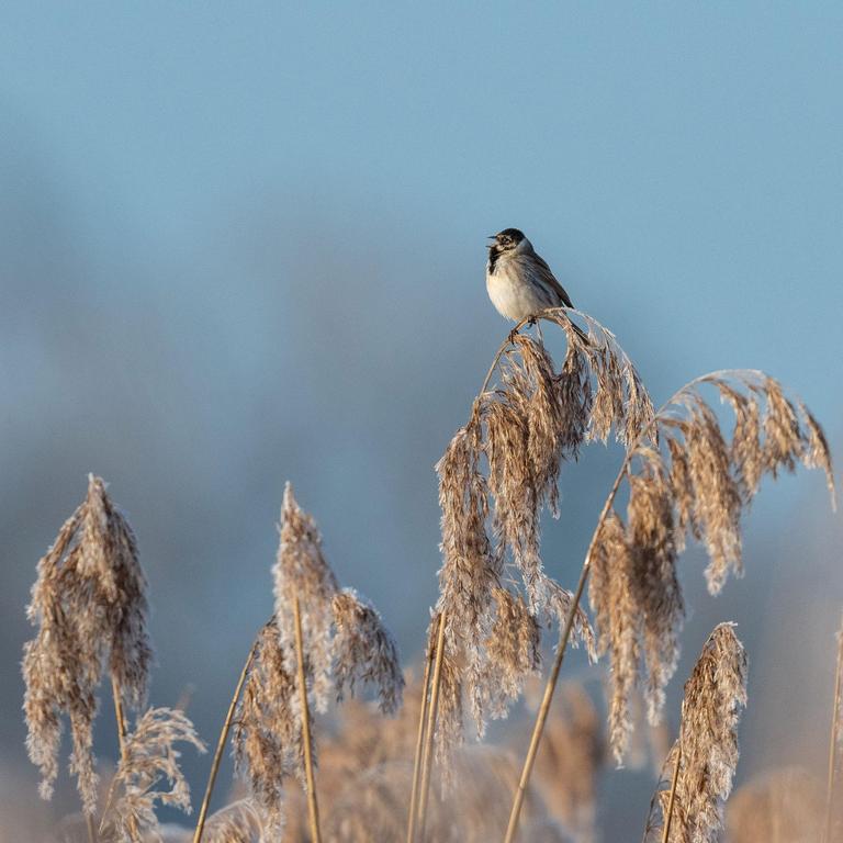 oiseau sur un roseau