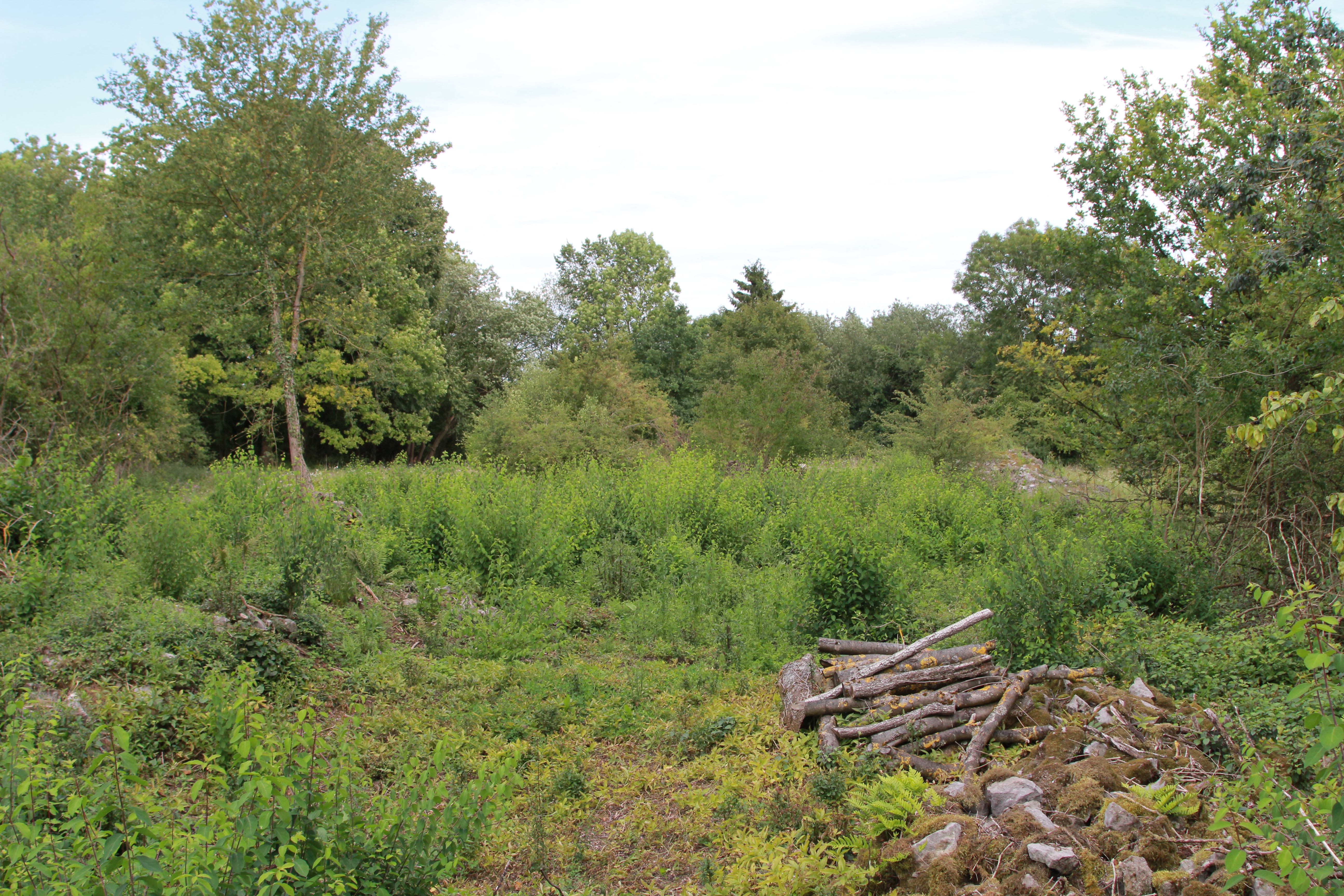 Pelouse calcaire du Triffoy