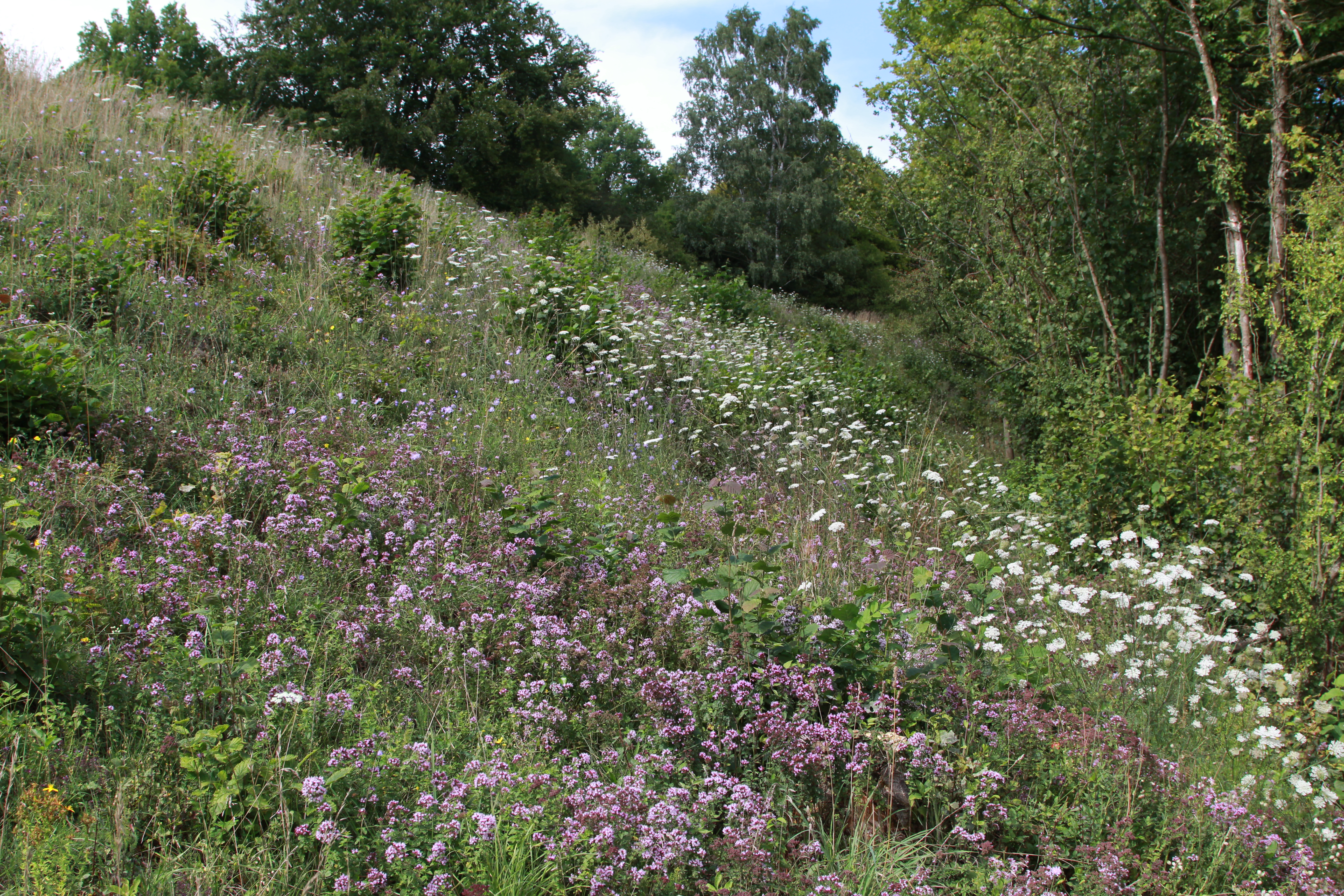 Pelouse calcaire du Triffoy
