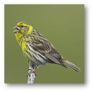 oiseau qui chante