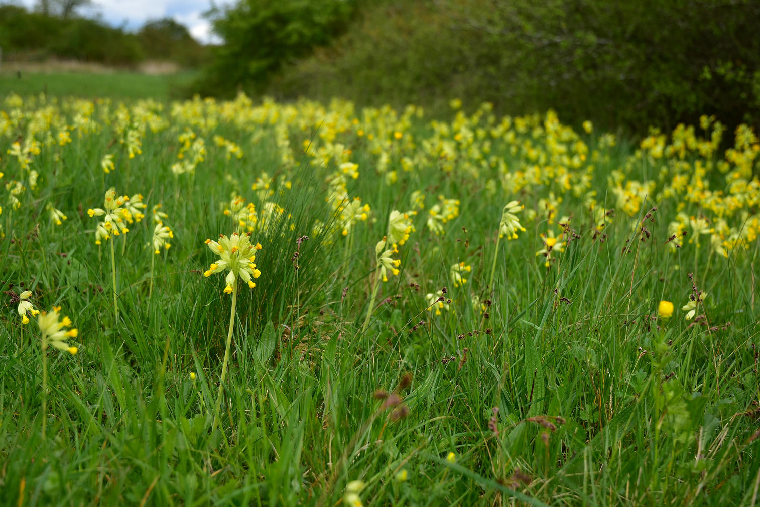 Primevères en prairie