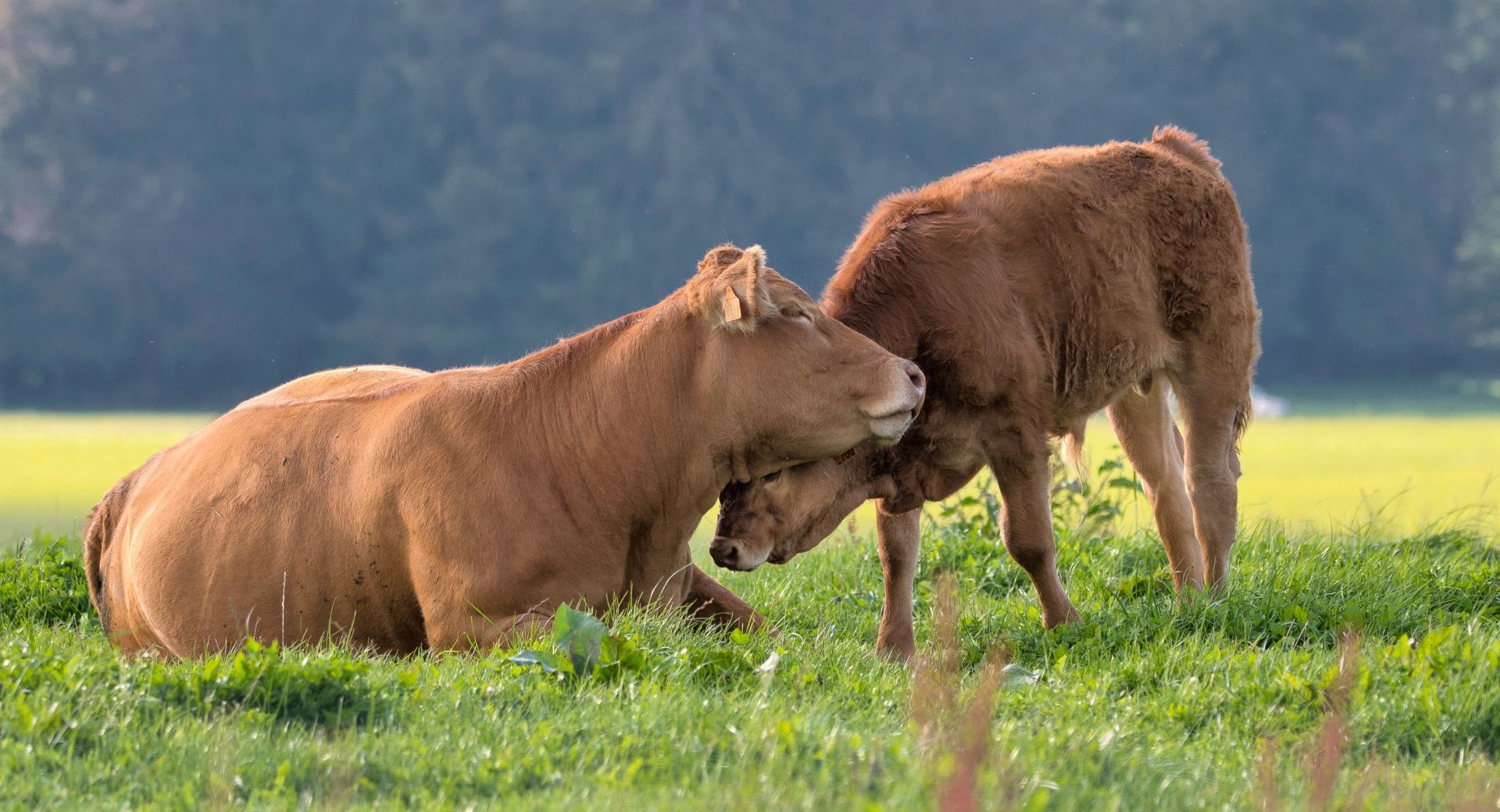 Foire de Libramont 2025 - Agriculture et biodiversité, une alliance de longue date
