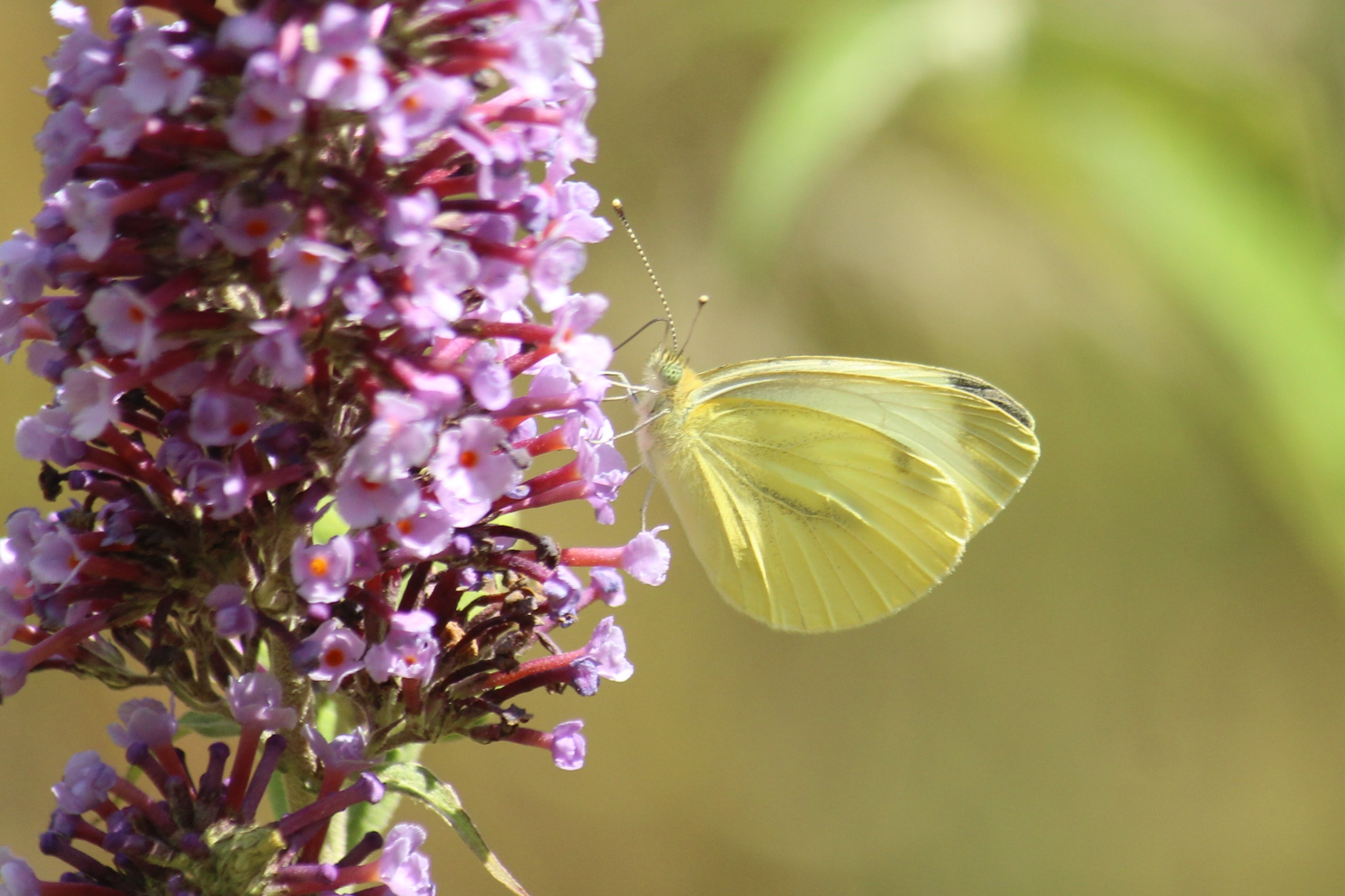 Piéride du Navet sur Buddleja davidii