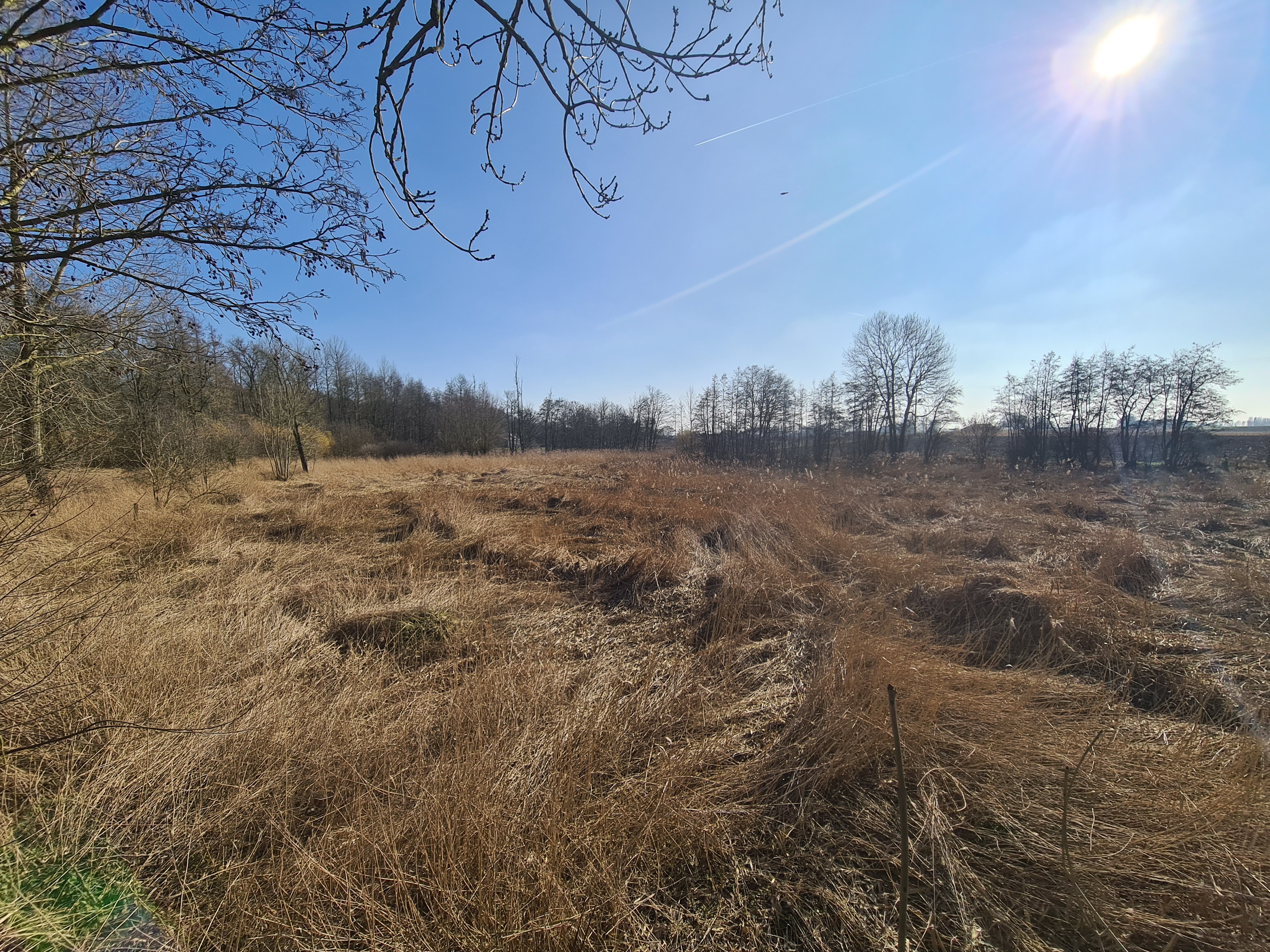 Phragmitaie de Grand-Leez, réserve naturelle Aux Sources de la Jette