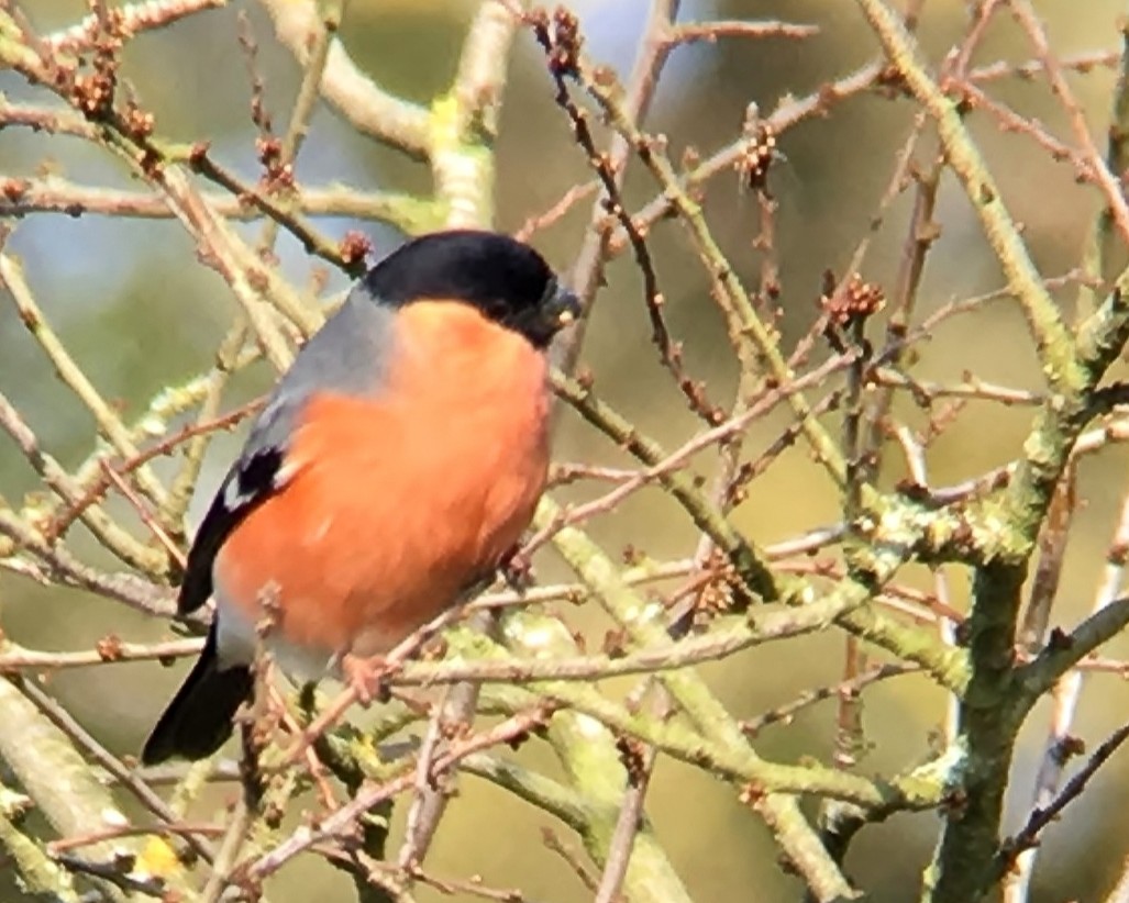 Photo d'un oiseau mâle de l'espèce bouvreuil pivoine, posé sur une branche nue d'hiver.