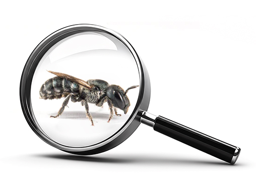 Natagora réveille la biodiversité - abeille sauvage