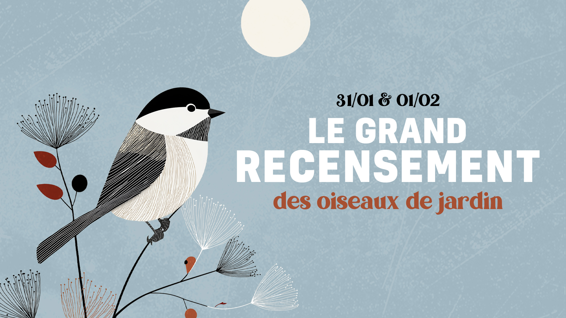 Le Grand Recensement des oiseaux de jardin 2026