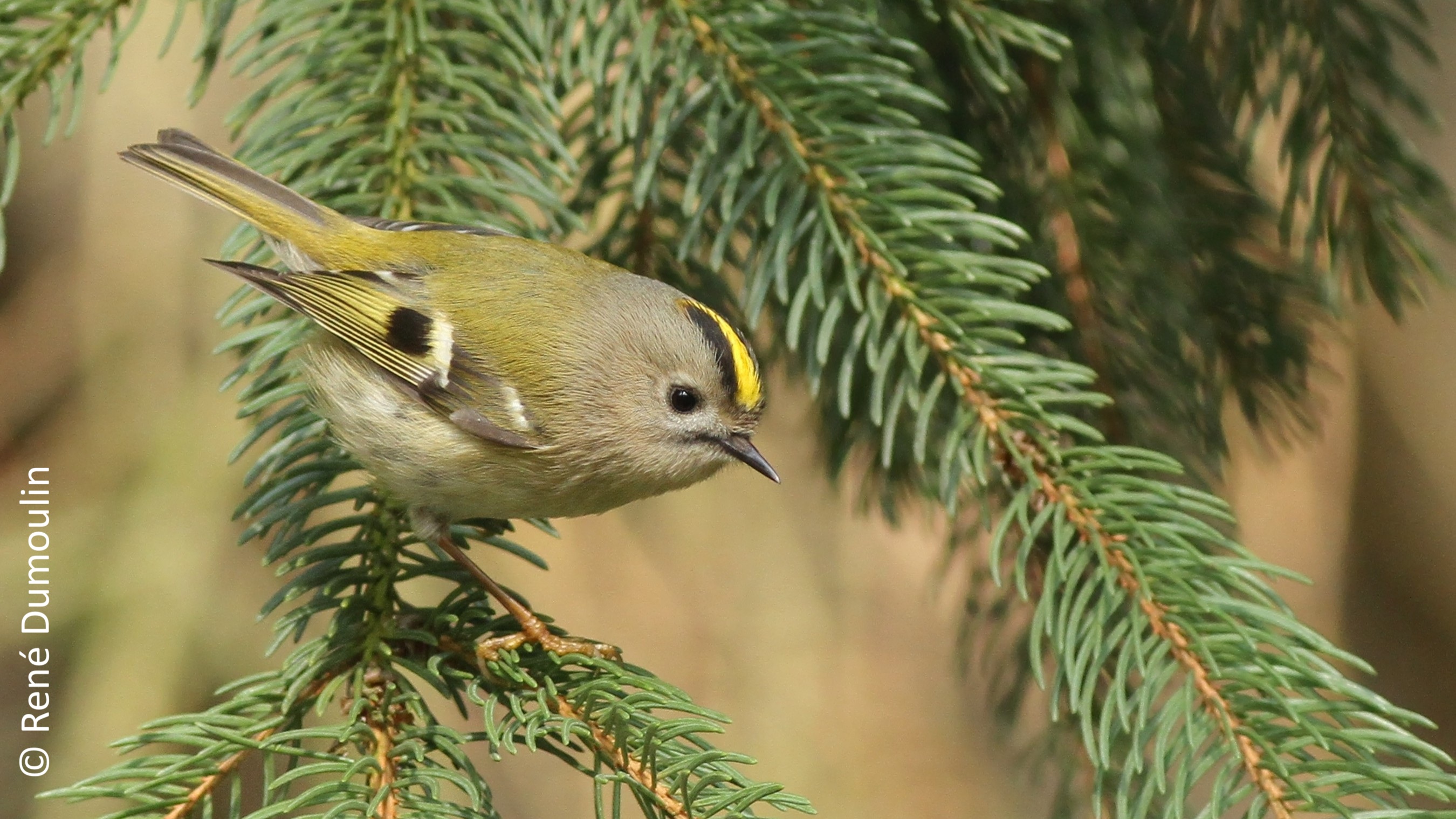 Photo d'un roitelet huppé sur une branche de résineux.