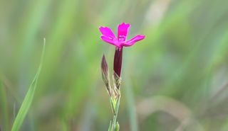 oeillet couché © H. Baltus