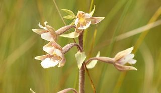 epipactis des marais © H. Baltus