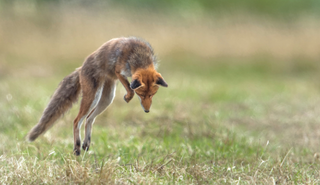 Renard