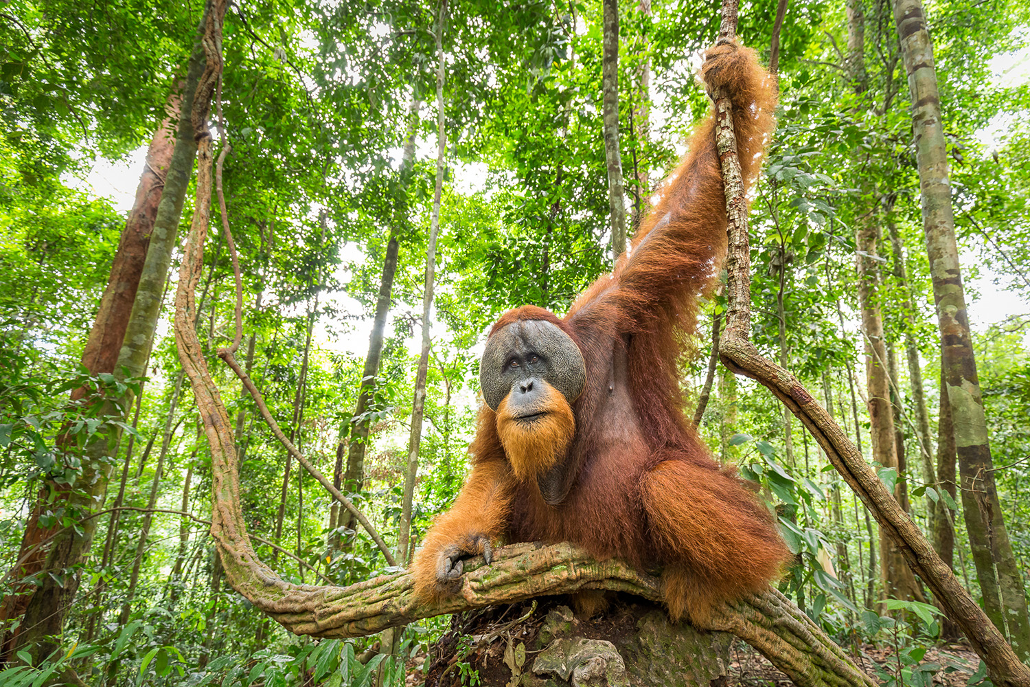 Maxime Aliaga - Orangs-outans des forêts d’Indonésie 