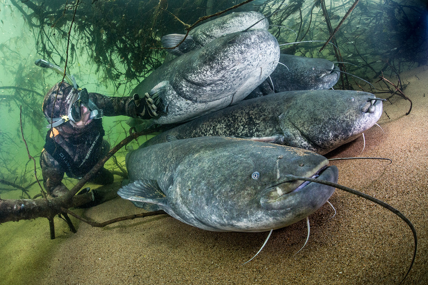 Сом живет лет. Silurus GLANIS. Silurus GLANIS Linnaeus. Оливковый сомик гигант. Silurus GLANIS рыба.