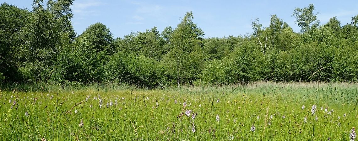 Sampont prairie humide