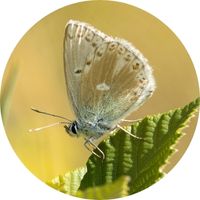Papillon bleu nacré