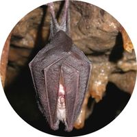 Rhinolophus Hipposideros - Petit Rhinolophe