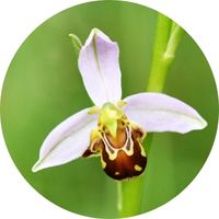 ophrys abeille