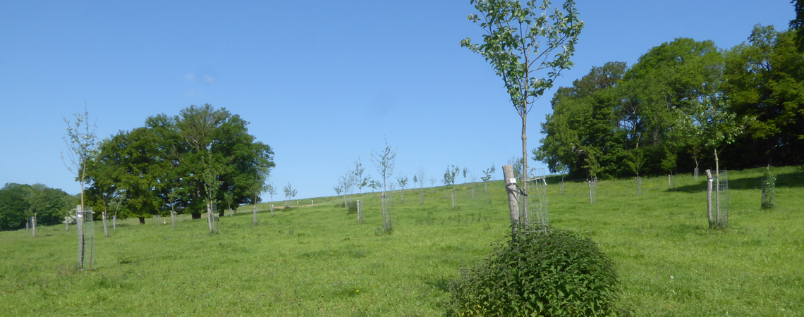 Prairie de Sébastien Demoitié - Concours "Qu'elle est belle ma prairie !"