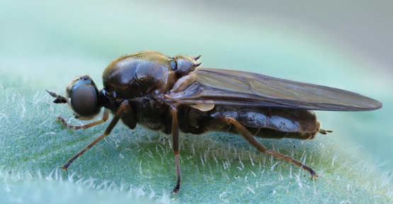 Exodontha dubia - Frank Vassen