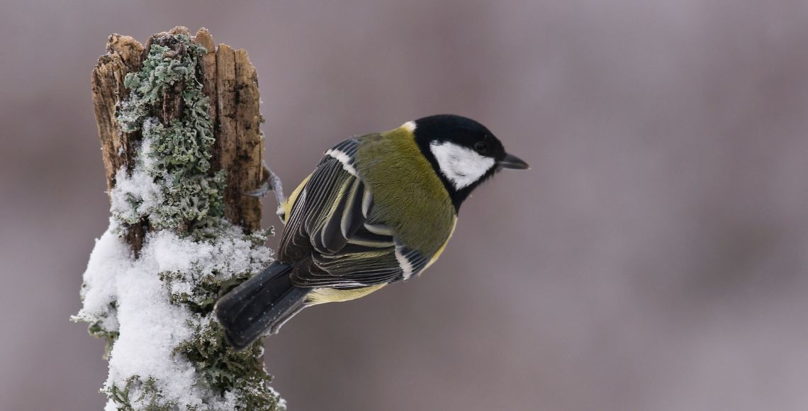 Mésange charbonnière