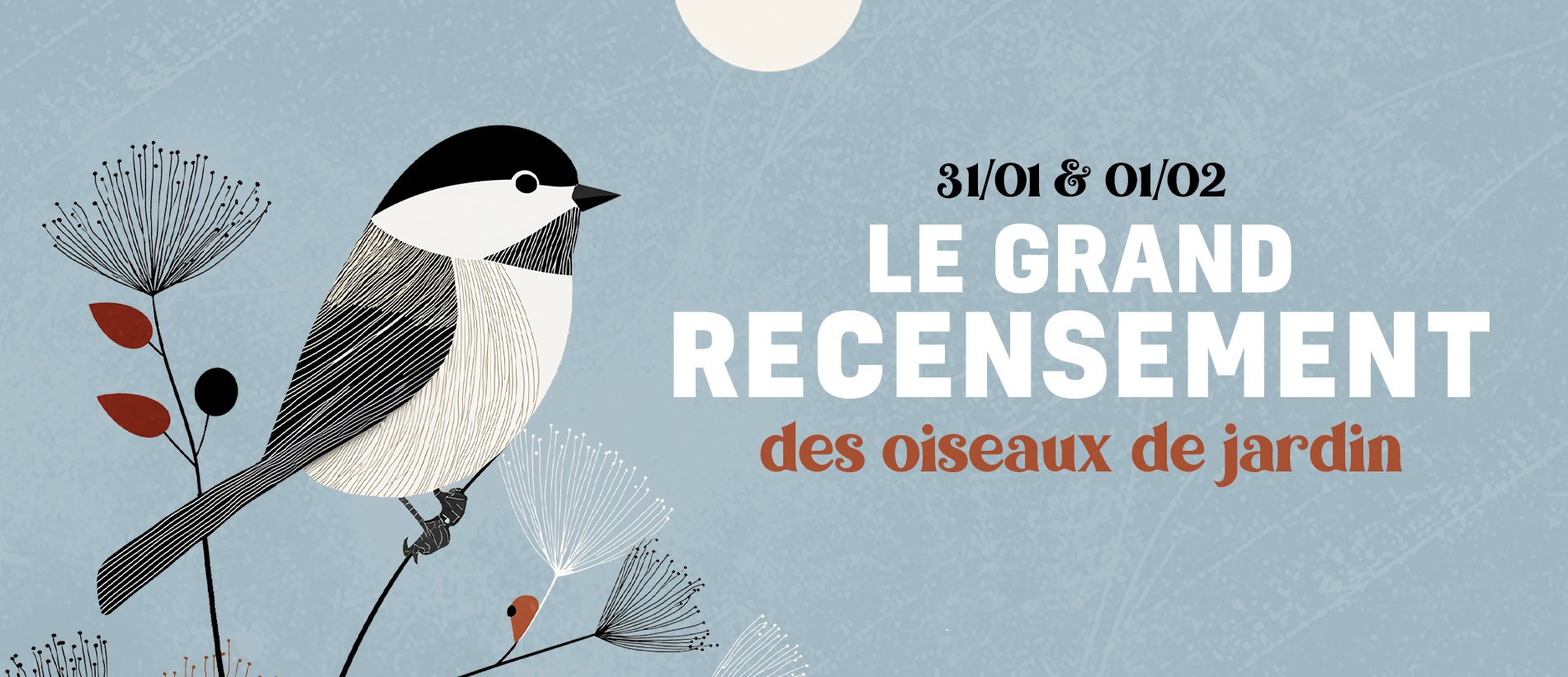 Le Grand Recensement des oiseaux de jardin