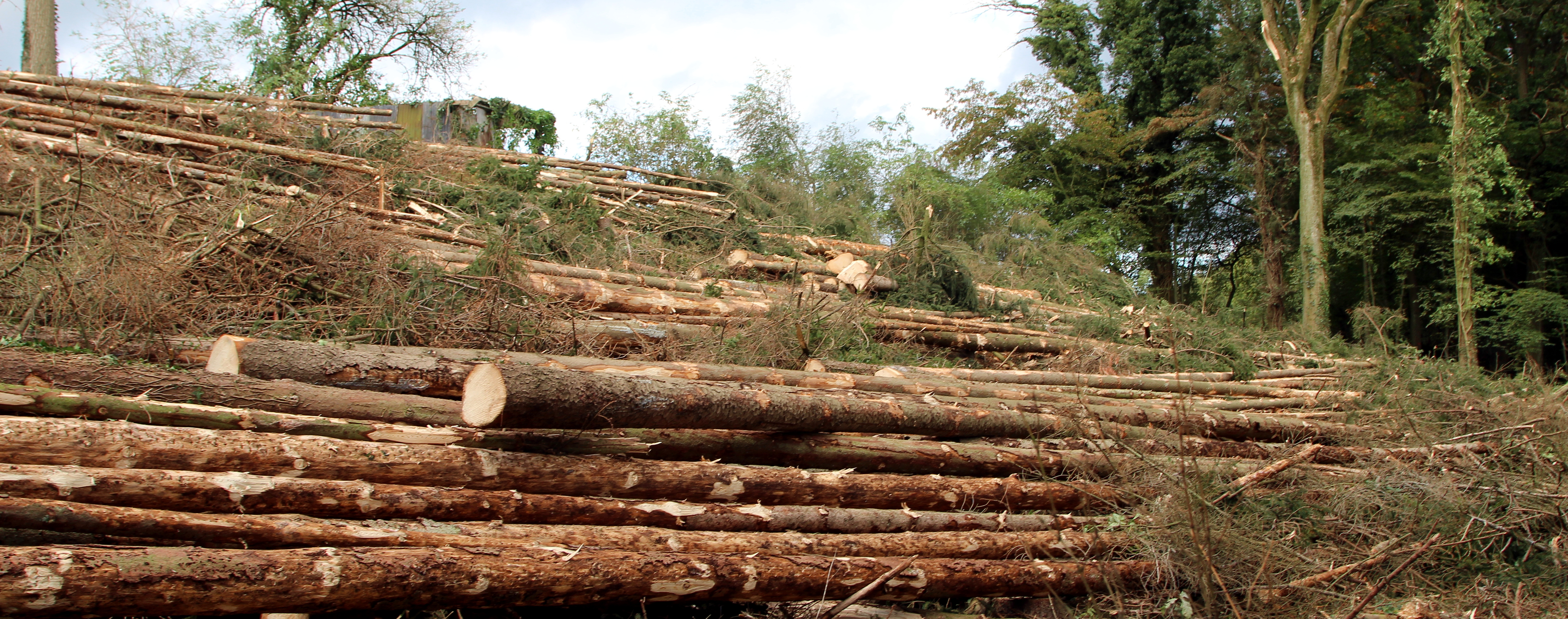 Troncs coupés en tas devant une forêt.