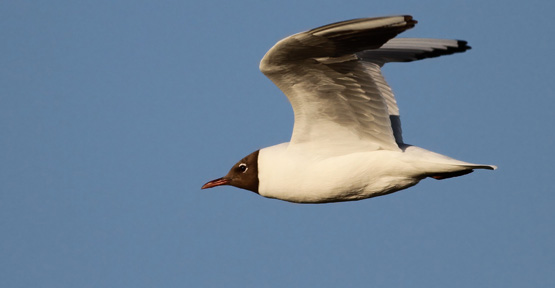 Mouette rieuse en vol