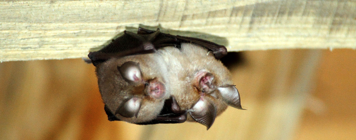 Rhinolophus Hipposideros sous toiture