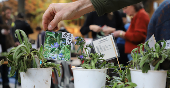 Plantes indigènes exposées