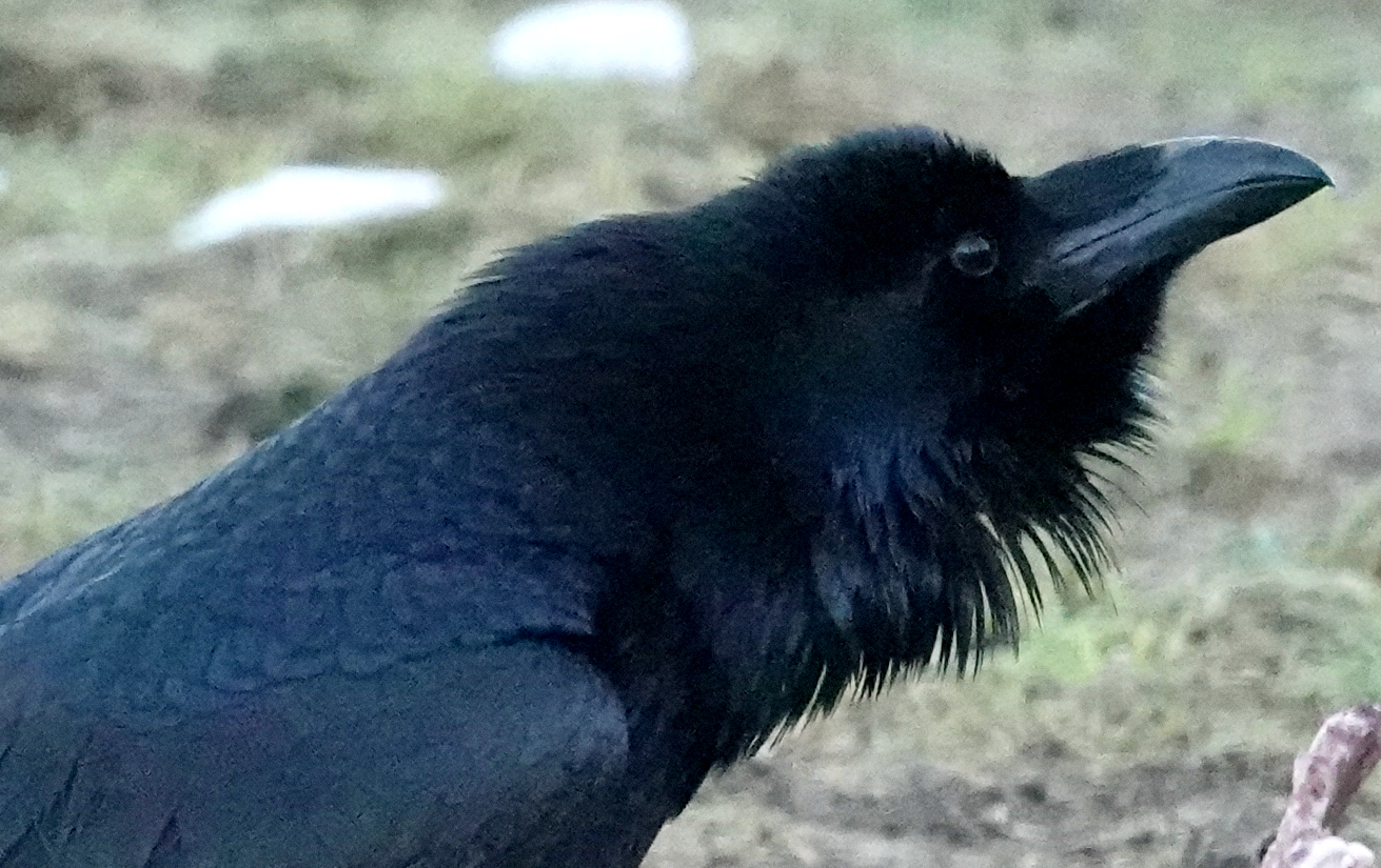Grand corbeau : attitude d’intimidation