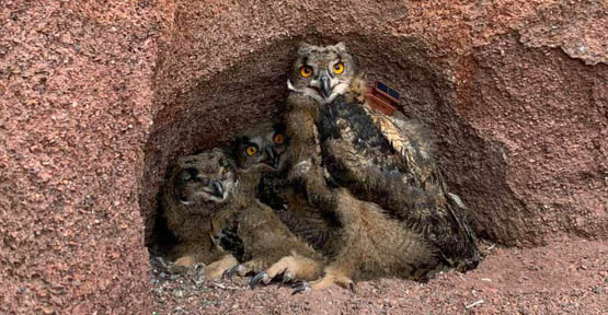 Trois jeunes hiboux grand-duc