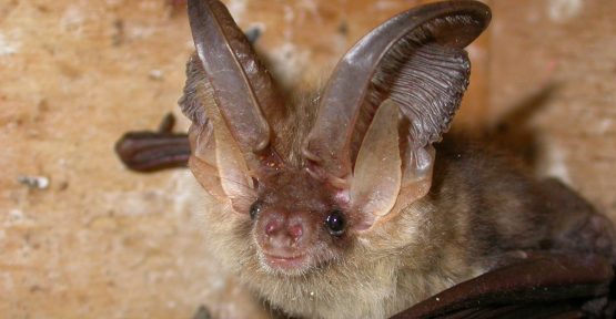 L’oreillard roux (Plecotus auritus)