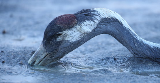 Grue morte noyé suite à la grippe aviaire