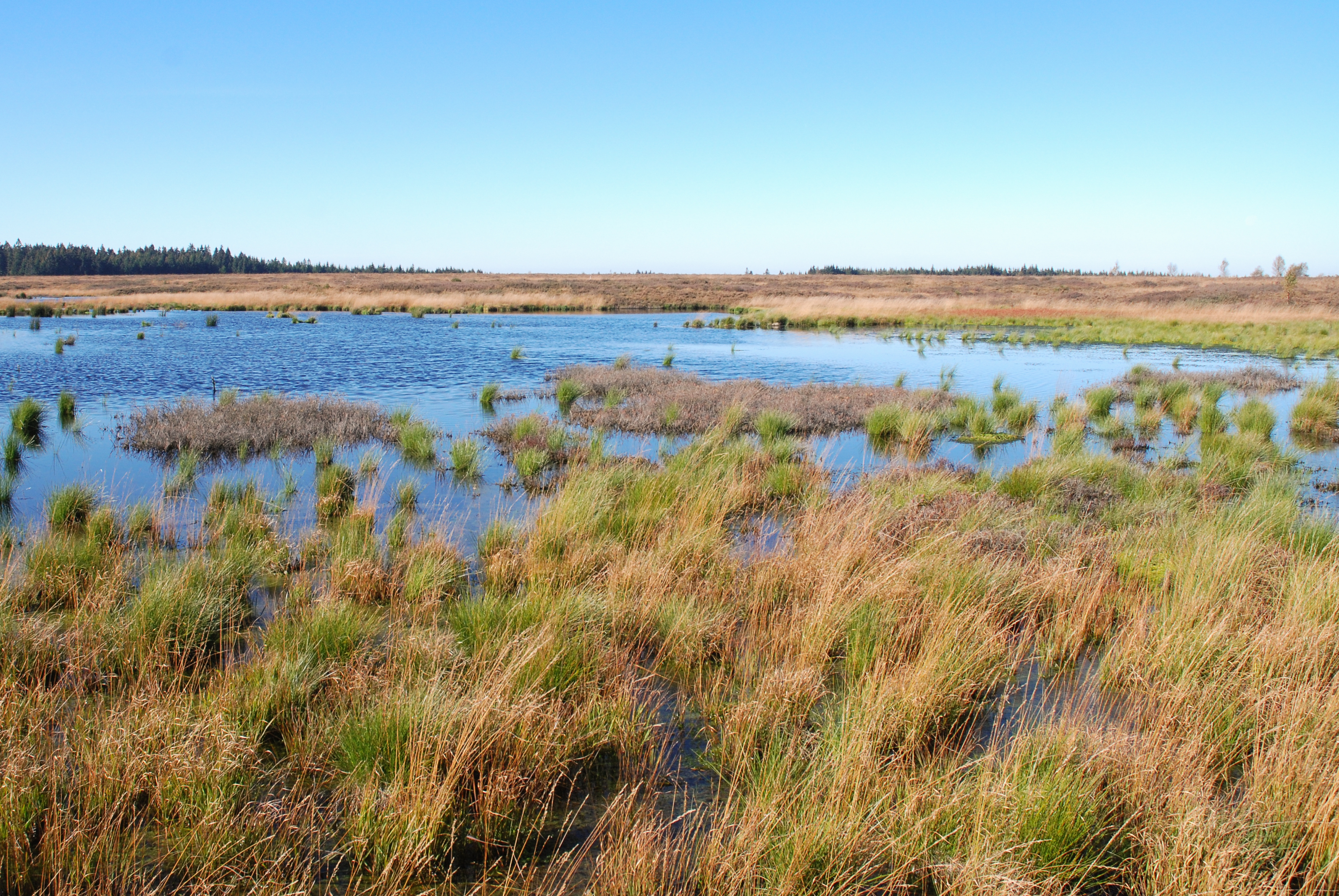 Hautes Fagnes