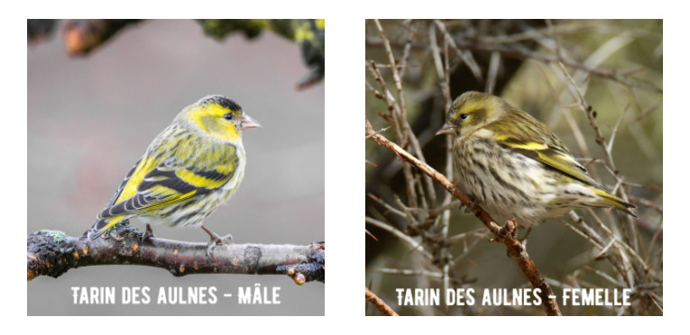 Tarins des aulnes mâle et femelle