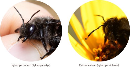 Xylocope panard (Xylocopa valga) versus xylocope violet (Xylocopa violacea)